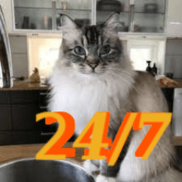 katze789247