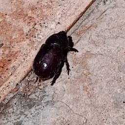 zelcucaracha