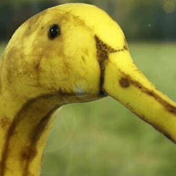 HyperDuccy