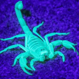 Morgul_Scorpion